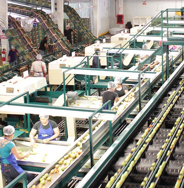 Produce Assembly Line